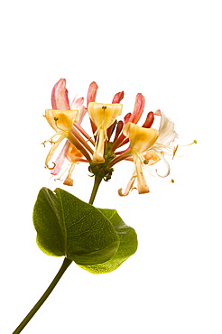 Honeysuckle (Lonicera periclymenum,) in bloom, close up