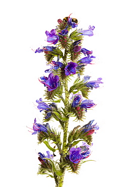 Viper's bugloss (Echium vulgare) in flower, close up