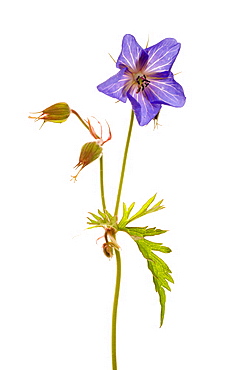 Meadow cranesbill (Geranium pratense), close up