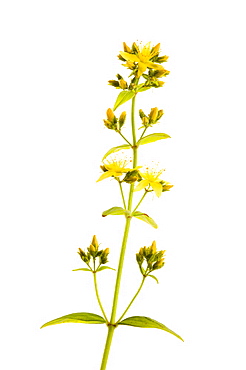 Hairy St John's wort (Hypericum), close up