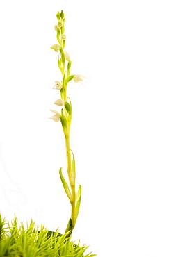 Creeping ladies tresses (Goodyera)