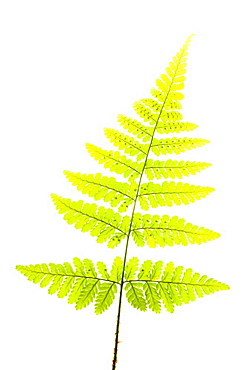 Broad buckler fern (Dryopteris), close up