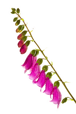 Common foxglove (Digitalis purpurea) flowers, close up