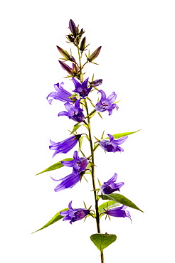 Giant bellflower (Campanula latifolia), close up