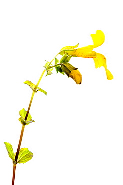 Common monkey flower (Mimulus guttatus) in bloom, close up