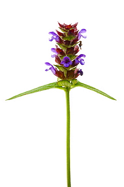 Common selfheal (Prunella vulgaris), close up