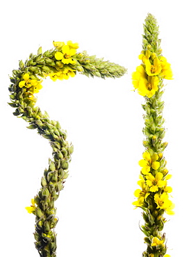 Great mullein (Verbascum thapsus), close up