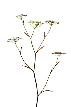 Burnet saxifrage (Pimpinella saxifraga) in flower, close up