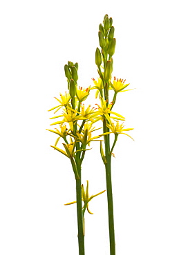 Bog asphodel (Narthecium ossifragum) flowers, close up