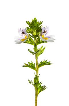 Eyebright (Euphrasia officinalis) in bloom, close up