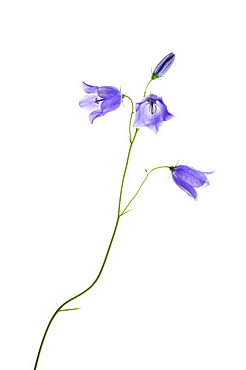 Harebells (Campanula rotundifolia)