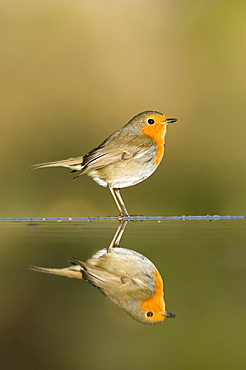 Robin (Erithacus rubecula) reflected in a pond, Alicante, Spain