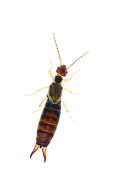 Common earwig (Forficula auricularia), Angus, Scotland, UK