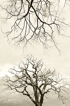 Wych elms (Ulmus glabra) killed by Dutch elm disease summer 2007, Scotland, UK