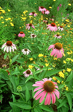 purple coneflower: echinacea purpurea mcclure, pa, usa