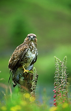 Common buzzard, Buteo buteo, captive female on post amongst foxgloves, Scotland, UK