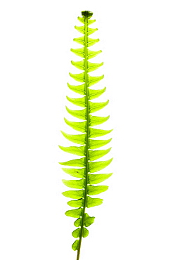 Hard fern