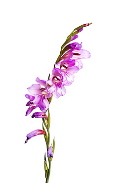 Wild gladiolus, Andalucia, Spain