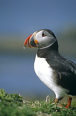 Horned puffin (Fratercula arctica).  Hebrides, Scotland