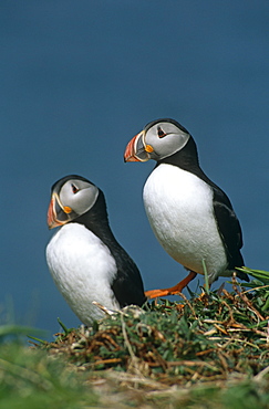 Horned puffin (Fratercula arctica).  Hebrides, Scotland