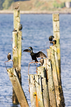 Shag (Phalacrocorax aristotelis) on old pier.  Shags use the old pier at Salen. Isle of Mull, throughout the year from which to forage in the Sound of Mull.  Hebrides, Scotland