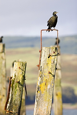 Shag (Phalacrocorax aristotelis) on old pier.  Shags use the old pier at Salen. Isle of Mull, throughout the year from which to forage in the Sound of Mull.  Hebrides, Scotland