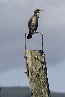 Cormorant (Phalacrocorax carbo) on old pier.  Cormorants use the old pier at Salen. Isle of Mull, to forage in the Sound of Mull.  Hebrides, Scotland