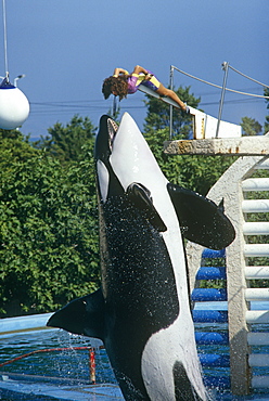 Captive killer whale (Orcinus orca).  Captive orca such as this one in Marineland, Antibes, seem to fare less well than their wild counterparts.  Antibes, France