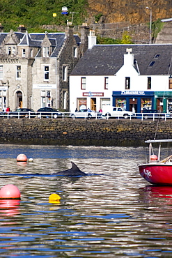 Bottlenose dolphin (Tursiops truncatus).  Bottlenose dolphins make several visits every year to Tobermory Bay.  Hebrides, Scotland