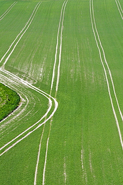 Young arable crop sprouting in neat parallel rows, spring, Wiltshire, UK.