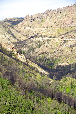 Aftermath of major forest fire in Corsica's National Park (Parc Naturel Regional de Corse), a year on, Aullene, Corsica, France, Europe