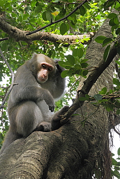 Formosan macaque (Taiwan macaque) (Macaca cyclopis) scratching its head in a banyan tree (Ficus microcarpus), Chaishan, Taiwan, Asia