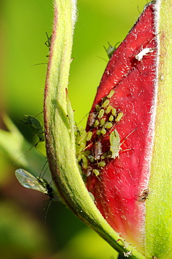 Rose aphids (Macrosiphum rosae) feeding on rose bud in a Wiltshire garden, England, United Kingdom, Europe