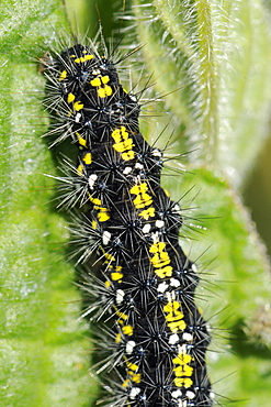 Scarlet tiger moth caterpillar (Callimorpha dominula) feeding on common comfrey leaf (Symphytum officinale), Wiltshire, England, United Kingdom, Europe