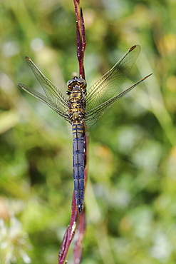 Young male keeled skimmer dragonfly (Orthetrum coerulescens), resting on plant stem, Lesbos (Lesvos), Greece, Europe