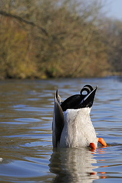 Mallard drake (Anas platyrhynchos) upended dabbling for food in lake, Wiltshire, England, United Kingdom, Europe