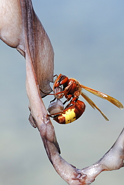 Oriental hornet (Vespa orientalis) using its jaws to detach two suckersfrom Common Octopus tentacle as it hangs in the sun to tenderise.   Skala Sikaminia harbour, Lesbos (Lesvos) Greece. MORE INFO: The yellow parts of this hornet's cuticle absorb sunlight and the pigment xanthopterin converts light into electrical energy.