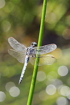 Southern skimmer dragonfly (Orthetrum brunneum) male perched on a plant stem with sparkling stream in the background, Krka National park, Croatia.