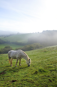 Welsh mountain pony (Equus caballus) grazing a hillside meadow on a foggy autumn morning, Box, Wiltshire, England, United Kingdom, Europe