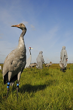 Reintroduced young common cranes (Eurasian cranes) (Grus grus) feeding near an adult crane model and surrogate parents, Somerset Levels, Somerset, England, United Kingdom, Europe