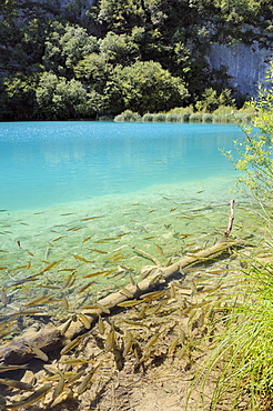 European Chub (Squalius or Leuciscus cephalus) shoal in the clear water of Plitvice Lakes National Park, Croatia.  MORE INFO: Chub  traditionally inhabit more lowland waters in Croatia, but they have proliferated since being introduced to Plitvice Lakes, which are warmer than in the past due to  climate change, and they have reduced native trout populations considerably by predating their eggs.