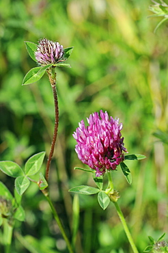 Red clover flowerheads (Trifolium pratense), chalk grassland meadow, Wiltshire, England, United Kingdom, Europe