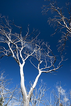 Eucalyptus trees after severe bush fire, Brindabella Ranges, New South Wales, Australia. MORE INFO: Eucalyptus trees regenerate after moderate bush fires by resprouting from along the trunk of the trees, however if the fire is too severe they tend to resprout only from the base of the trees as in this instance.