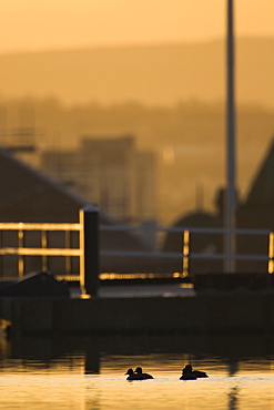 Tufted Duck (Aythya fuligula) in deep red sunrise with city scape in background. Ducks are silhouetted. Wildlife in the city, Scotland