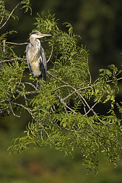 Grey Heron (Ardea cinerea) perched in a tree looking to side portrait shot. Herons occasionaly roost or perch in trees. This one was perched while having a preen and stayed there for atleast 3 hours..  Argyll, Scotland