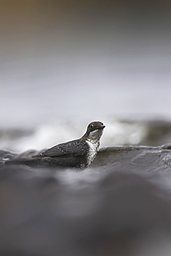 Juvenile Dipper (Cinclus cinclus) on rocks feeding in the waves of Loch Awe. Dippers feed on insects underneath rocks in the water and even on stormy days like this one can feed right amongst the waves. Juvenile Dippers have more dappled feathers than Adults. .  Argyll, Scotland