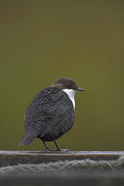 Dipper (Cinclus cinclus) perching on pier. Dippers often perch on rocks, fence posts and piers surveying the water, calling or just having a good preen. .  Argyll, Scotland