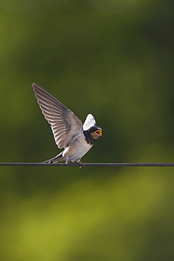 Swallow (Hirundo rustica) juvenile begging for food. Loch Awe, Argyll, Scotland, UK