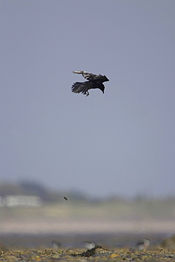 Carrion Crow (Corvus corone corone) in flight dropping Mussel (Mytilus edulis) onto ground to break it up and to feed. Angus, Scotland, UK