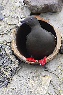 Black Guillemot (Cepphus grylle) standing in a drain pipe that a pair are nesting in. Black Guillemots nest in drains and holes in the sea wall in the middle of Oban town centre. Argyll Scotland, UK